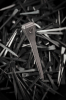5lb Slim Steel Nails
